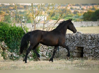 Murgese, Stute, 2 Jahre, 162 cm, Rappe