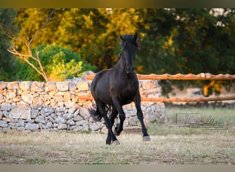 Murgese, Stute, 2 Jahre, 162 cm, Rappe
