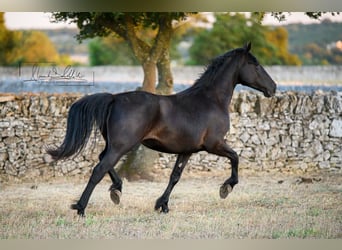 Murgese, Stute, 2 Jahre, 162 cm, Rappe