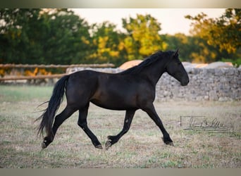 Murgese, Stute, 2 Jahre, 162 cm, Rappe