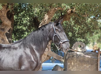 Murgese, Stute, 2 Jahre, 163 cm, Rappe