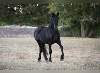 Murgese, Stute, 2 Jahre, Rappe