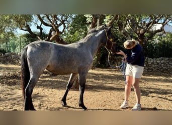Murgese, Stute, 2 Jahre, Roan-Blue