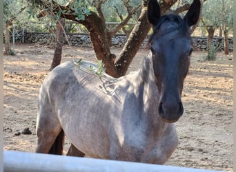 Murgese, Stute, 2 Jahre, Roan-Blue