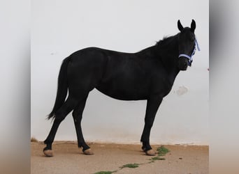 Murgese, Stute, 3 Jahre, 150 cm, Rappe