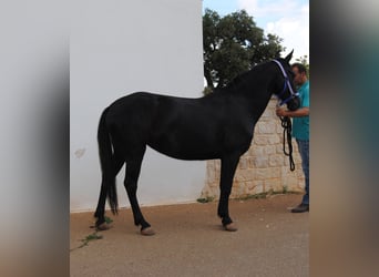 Murgese, Stute, 3 Jahre, 150 cm, Rappe
