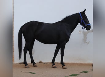 Murgese, Stute, 3 Jahre, 150 cm, Rappe