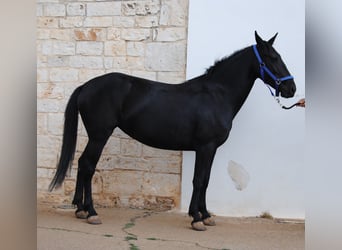 Murgese, Stute, 3 Jahre, 150 cm, Rappe