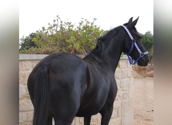 Murgese, Stute, 3 Jahre, 150 cm, Rappe
