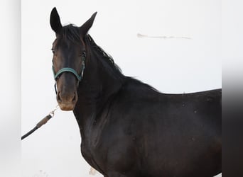 Murgese, Stute, 3 Jahre, 155 cm, Rappe