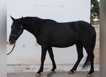 Murgese, Stute, 3 Jahre, 155 cm, Rappe