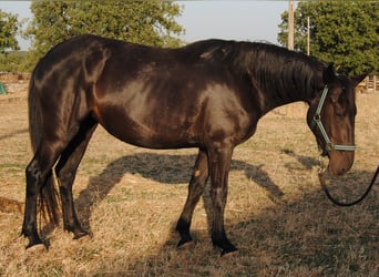 Murgese, Stute, 3 Jahre, 155 cm, Rappe