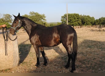 Murgese, Stute, 3 Jahre, 155 cm, Rappe