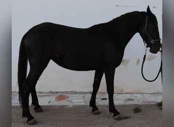 Murgese, Stute, 3 Jahre, 155 cm, Rappe