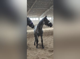 Murgese, Stute, 3 Jahre, 155 cm, Roan-Blue