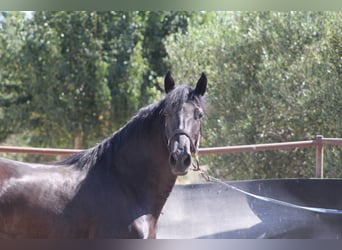 Murgese, Stute, 3 Jahre, 157 cm, Rappe