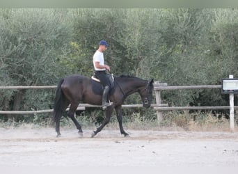 Murgese, Stute, 4 Jahre, 160 cm, Rappe