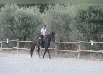 Murgese, Stute, 4 Jahre, 160 cm, Rappe