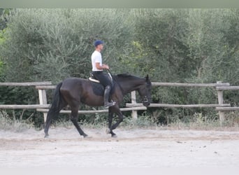 Murgese, Stute, 4 Jahre, 160 cm, Rappe