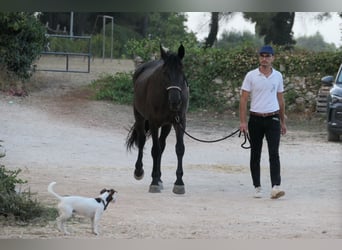Murgese, Stute, 4 Jahre, 160 cm, Rappe