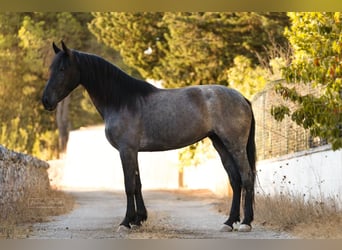Murgese, Stute, 4 Jahre, 162 cm