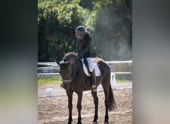 Murgese, Stute, 5 Jahre, 165 cm, Rappe