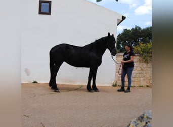 Murgese, Stute, 6 Jahre, 162 cm, Rappe