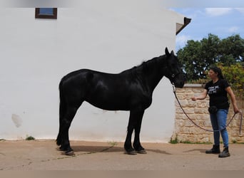 Murgese, Stute, 6 Jahre, 162 cm, Rappe