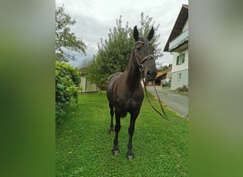 Murgese, Stute, 8 Jahre, 161 cm, Rappe