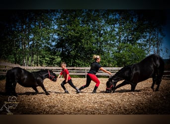Murgese, Valack, 9 år, 155 cm, Svart