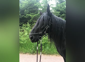 Murgese, Wałach, 10 lat, 158 cm, Kara