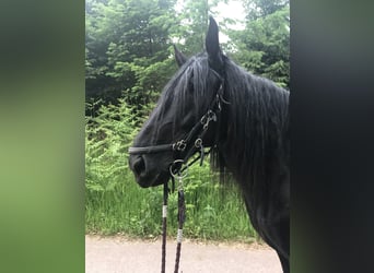 Murgese, Wałach, 11 lat, 160 cm, Kara