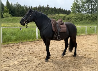 Murgese, Wałach, 13 lat, 159 cm, Kara