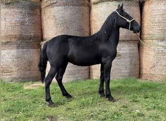 Murgese, Wałach, 3 lat, 150 cm, Kara