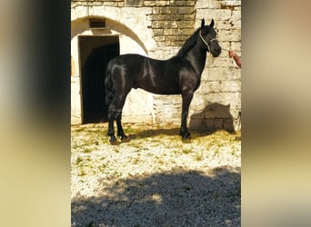 Murgese, Wałach, 3 lat, 150 cm, Kara
