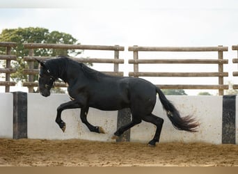 Murgese, Wałach, 3 lat, 160 cm, Kara