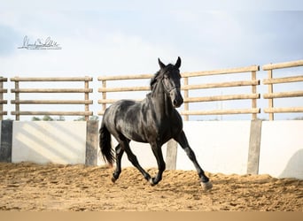 Murgese, Wałach, 3 lat, 160 cm, Kara