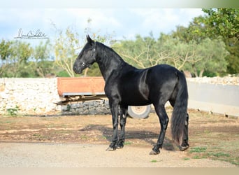 Murgese, Wałach, 3 lat, 160 cm, Kara