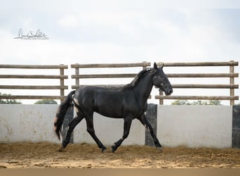 Murgese, Wałach, 3 lat, 160 cm, Kara