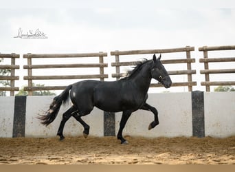 Murgese, Wałach, 3 lat, 160 cm, Kara