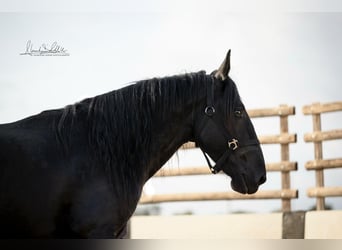 Murgese, Wałach, 3 lat, 160 cm, Kara