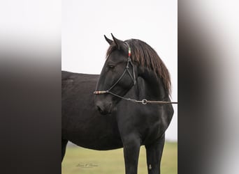 Murgese, Wałach, 3 lat, 163 cm, Kara