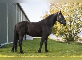 Murgese, Wałach, 4 lat, 160 cm, Kara
