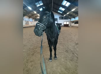 Murgese, Wałach, 4 lat, 162 cm, Kara