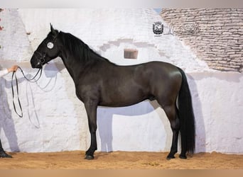 Murgese, Wałach, 5 lat, 158 cm, Kara