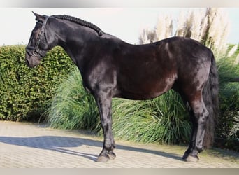 Murgese, Wałach, 7 lat, 163 cm, Kara