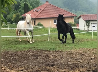 Murgese, Wallach, 10 Jahre, 165 cm, Rappe