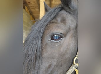 Murgese, Wallach, 10 Jahre, 165 cm, Rappe