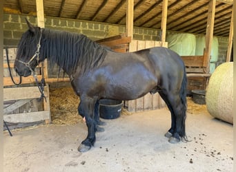 Murgese, Wallach, 10 Jahre, 165 cm, Rappe