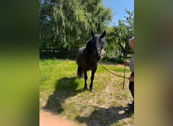 Murgese, Wallach, 10 Jahre, 165 cm, Rappe